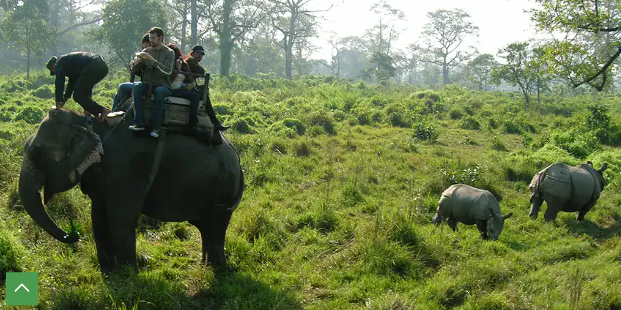 Elephant Safari