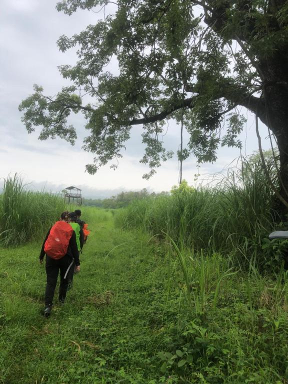 Jungle Walk